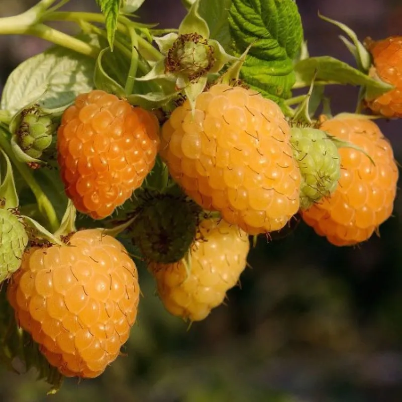 Framboise jaunes FALL GOLD